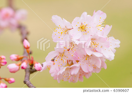 櫻花 櫻花 6390607