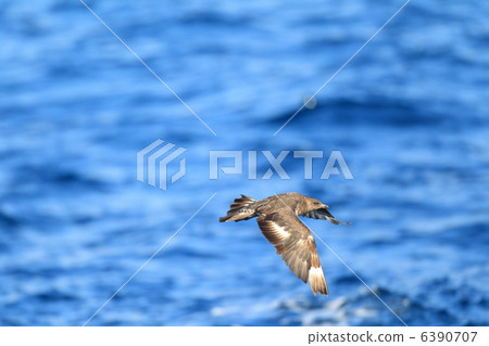 Toucan dryer 6390707