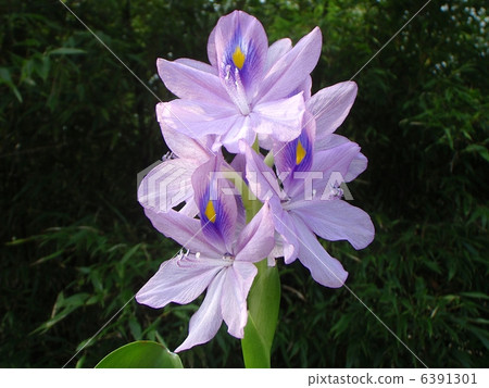 Hotai草花開花在水的邊緣 6391301