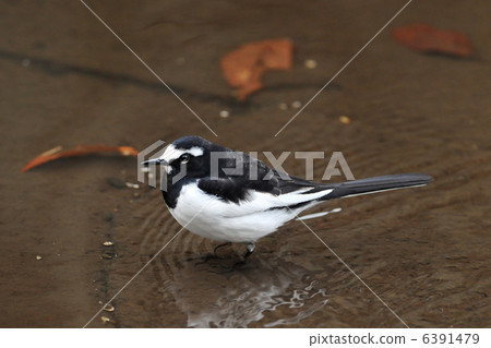 黑背w 黑背w 6391479