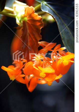 Tree Begonia (Village of Nana) 6391533