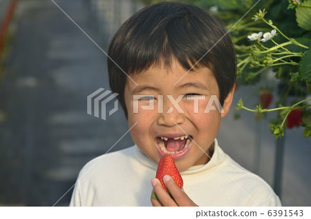 草莓採摘 6391543