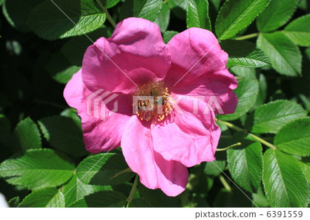 Hamanas花和蜜蜂 6391559