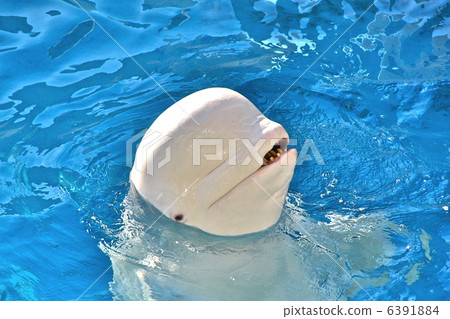 白鯨(白鯨) 白鯨(白鯨) 6391884