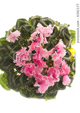 Cyclamen 6392177