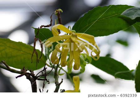 伊朗伊朗 伊朗伊朗 6392339