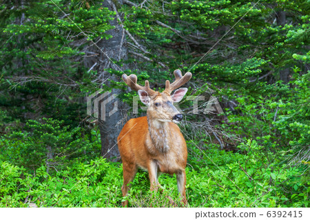 Deer Deer 6392415