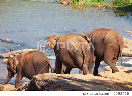 Elephants on Sri Lanka Elephants on Sri Lanka 6392416