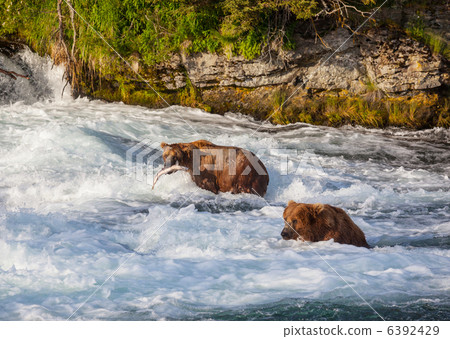 Bear on Alaska Bear on Alaska 6392429