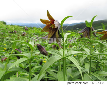 黑百合和螞蚱 6392435