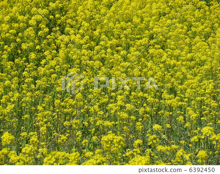 強姦開花 6392450