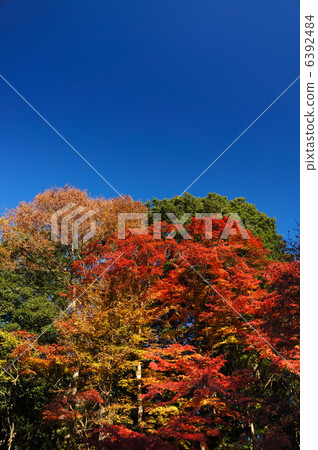 Autumn leaves of Mt. Takao Autumn leaves of Mt. Takao 6392484