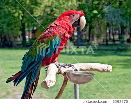 parrot parrot 6392570