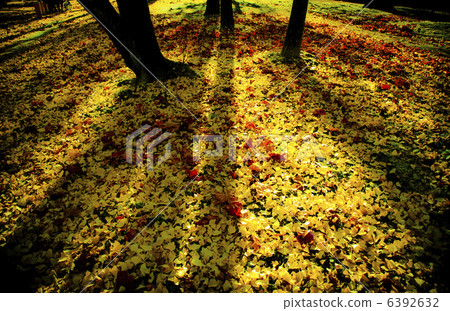 Autumn leaves 6392632