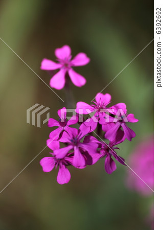 Musi Trinadesico 6392692