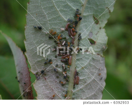 黑鰭金槍魚 6392933