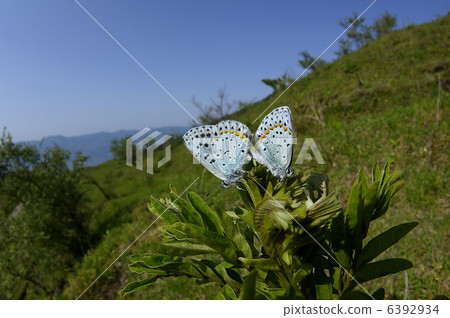 Oorurishijimi Oorurishijimi 6392934