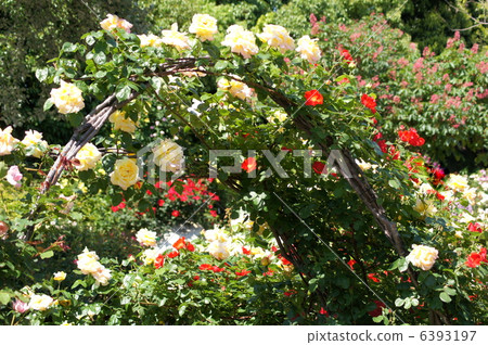 Roses Arch & Rose Garden Roses Arch & Rose Garden 6393197