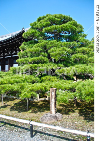 小牧寺（熊本町，京都市，京都府/京都府）的“熊谷Yorihi（盔甲）Kake pine” 6393212