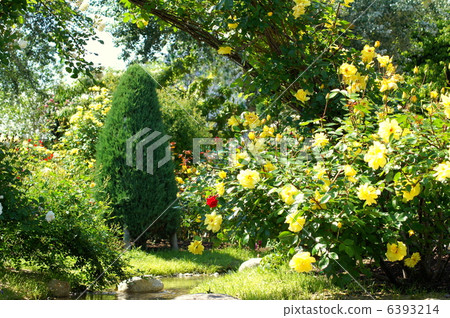 新鮮的綠色玫瑰園 新鮮的綠色玫瑰園 6393214