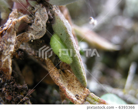 Claw turtles 6393366