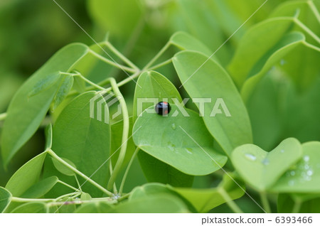 Two Ladybugs stars on the leaves of Ikuko with larchworm 6393466