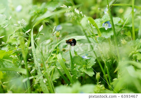 女士甲蟲雙模型瓢蟲交配？ 6393467