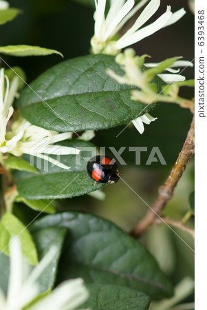 最重要的毛毛蟲lapa形瓢蟲和常盤 6393468