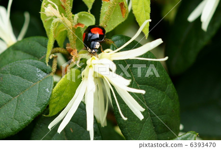 Paramount caterpillar lapa-shaped ladybug and Tokiwa Paramount caterpillar lapa-shaped ladybug and Tokiwa 6393470