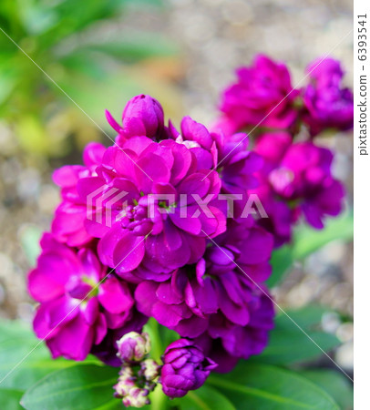 股票Hanabi：永恆之美普通股票 6393541