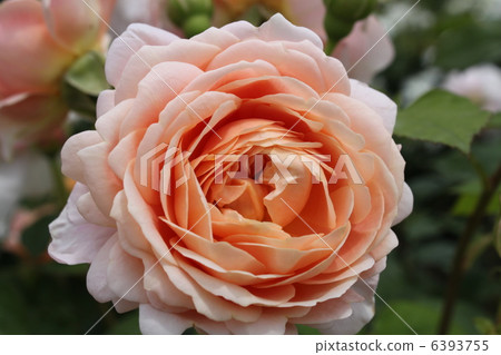 大衛奧斯汀英國玫瑰Unbridge Rose（安布里奇玫瑰） 6393755