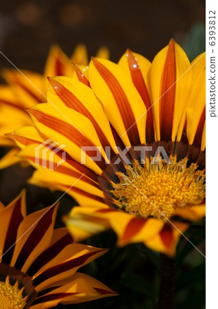 獎章菊花雖然真正的名字是雜色菊，但獎牌菊花更完美。 6393812