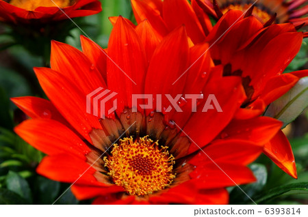 獎章菊花雖然真正的名字是雜色菊,但獎牌菊花更完美。 獎章菊花雖然真正的名字是雜色菊,但獎牌菊花更完美。 6393814