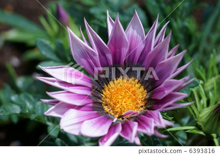 獎章菊花雖然真正的名字是雜色菊,但獎牌菊花更完美。 獎章菊花雖然真正的名字是雜色菊,但獎牌菊花更完美。 6393816