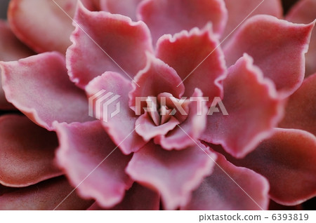 Flesh Shabiana Evergreen Flesh Shabiana Evergreen 6393819