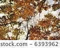Late autumn forest 6393962