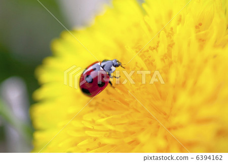 Ladybug and dandelion Ladybug and dandelion 6394162