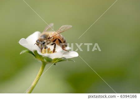 蜜蜂和草莓花 蜜蜂和草莓花 6394166