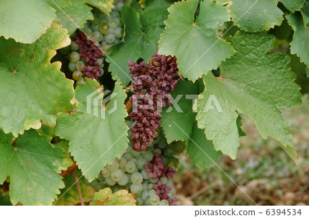 Rare grapes Rare grapes 6394534
