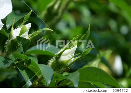 Naniwa Ibaraki Naniwaiibara White large flowers bloom. 6394722
