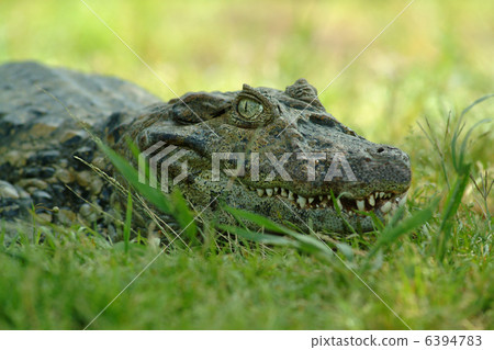 Kuchihiro Caiman 6394783