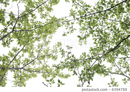Sakura's sunbeam leaves 6394789