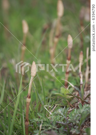 馬尾 馬尾 6394790