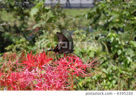 在Higanbana的黑蝴蝶中止 6395280