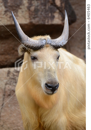 Golden Takin_1 6405463
