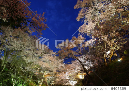 在Takati城堡廢墟公園的櫻花在晚上 6405869