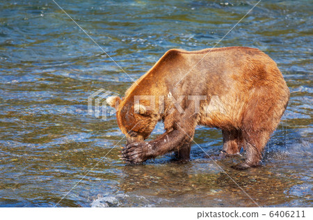 Bear on Alaska 6406211