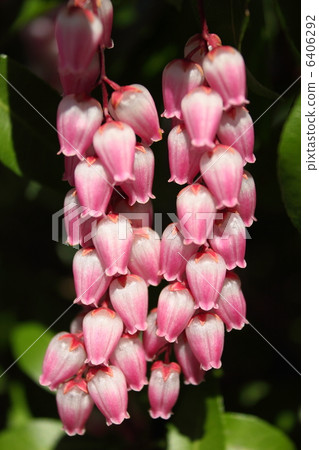 Akebono Abebi 6406292