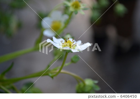 草莓花 草莓花 6406450