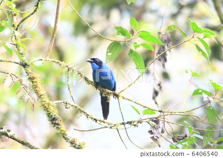 Juzu Kake Aoikekesu 6406540